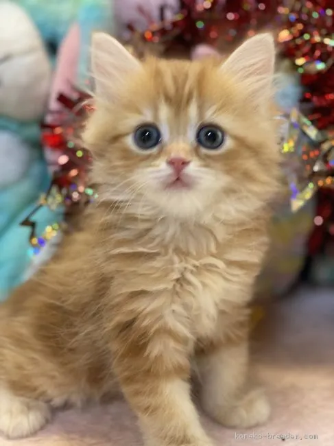 ID:2011-01649の子猫