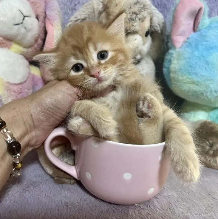 ID:2208-02383の子猫