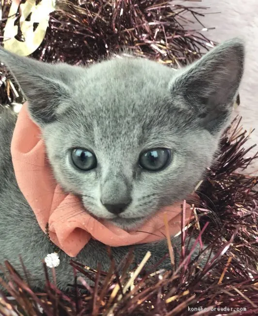 K.H 様のお迎えした子猫