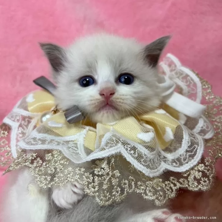 ID:2412-01533の子猫