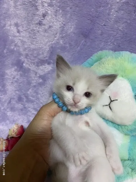 ID:2005-01391の子猫