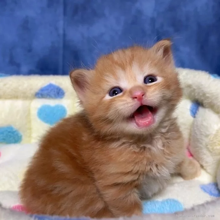 ID：2404-00943の子猫