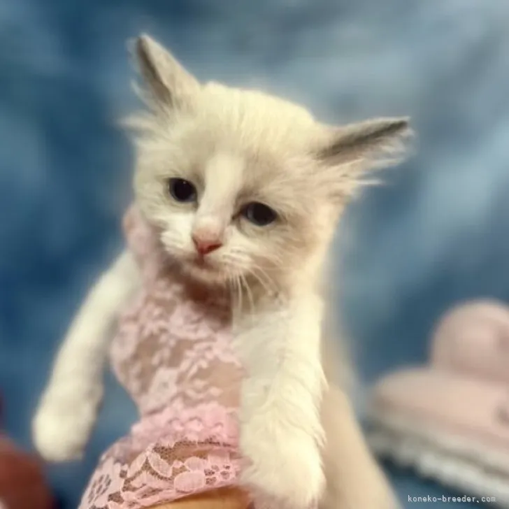ID：2305-00689の子猫