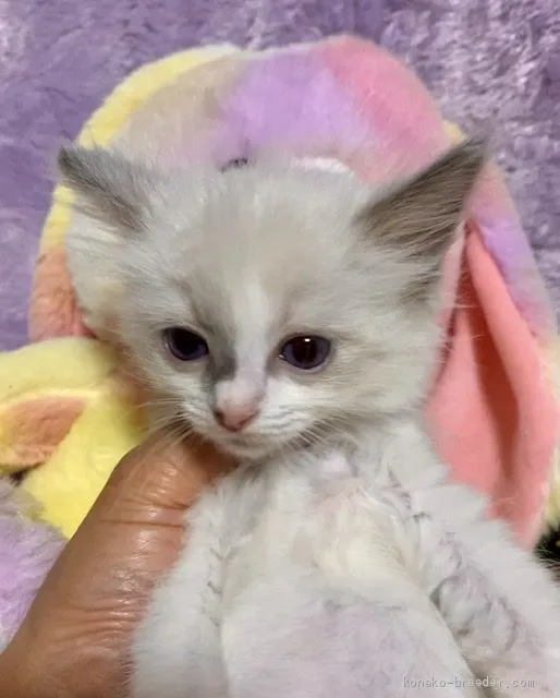 S.M 様のお迎えした子猫