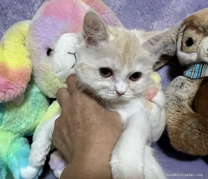 ID：2204-00631の子猫