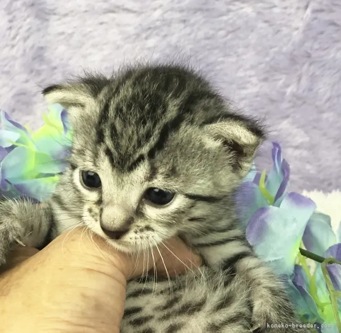 ID：1807-01312の子猫