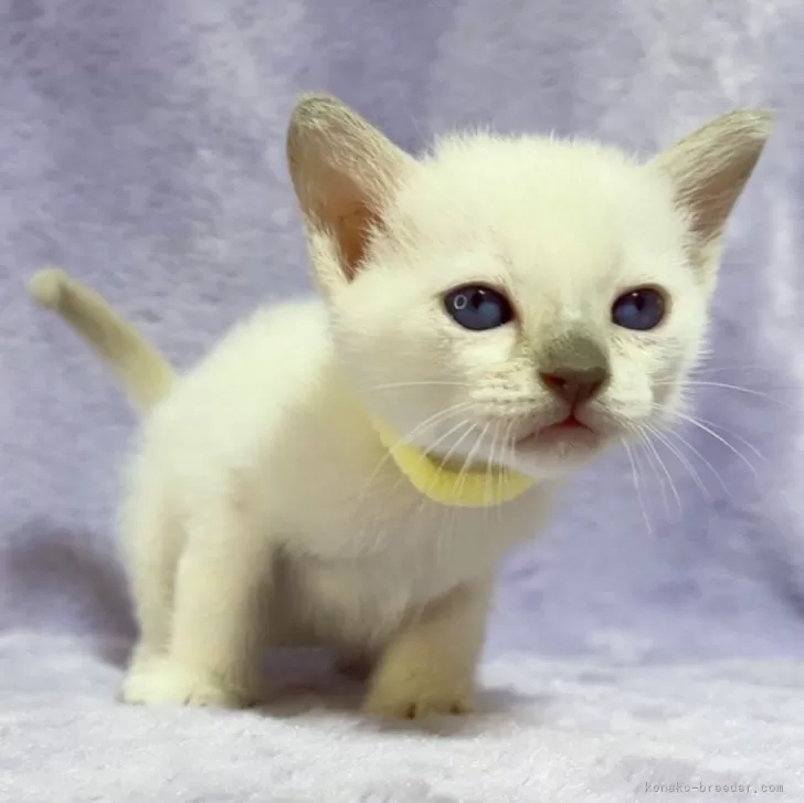 ID:2312-02868の子猫