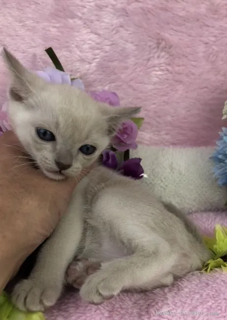 ID:1805-00752の子猫