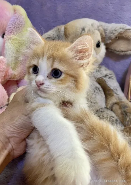 ID：2109-01282の子猫