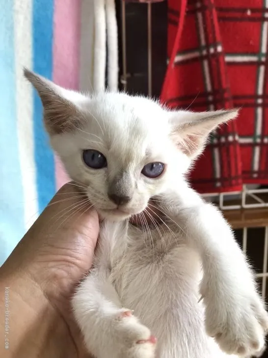 ID:1808-01690の子猫