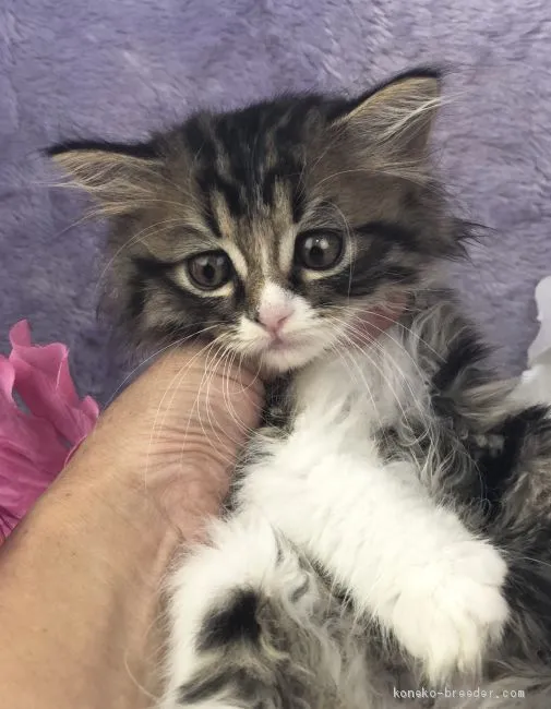 ID:1907-00915の子猫