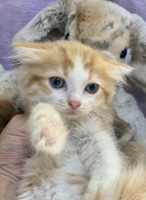 ID：2108-00632の子猫