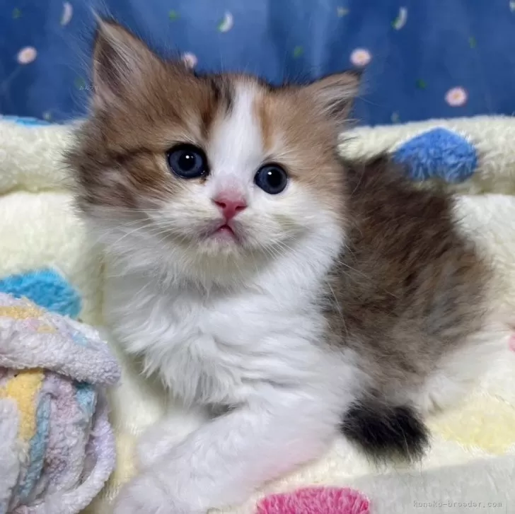 ID：2405-02558の子猫