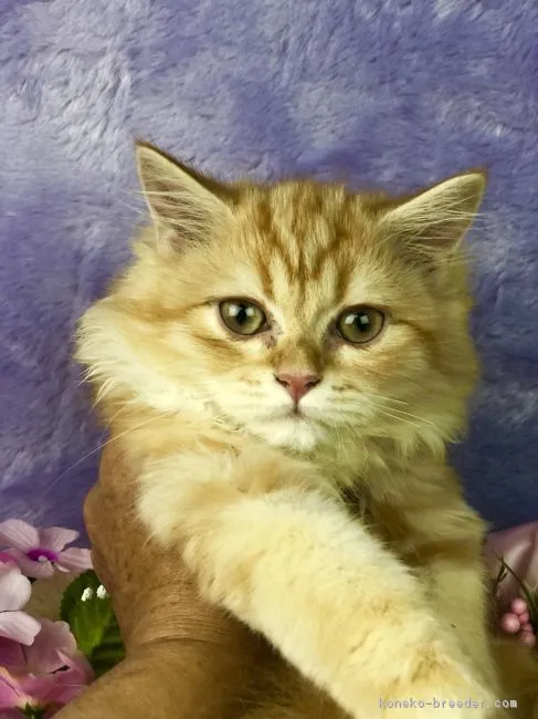 ID:1808-00360の子猫