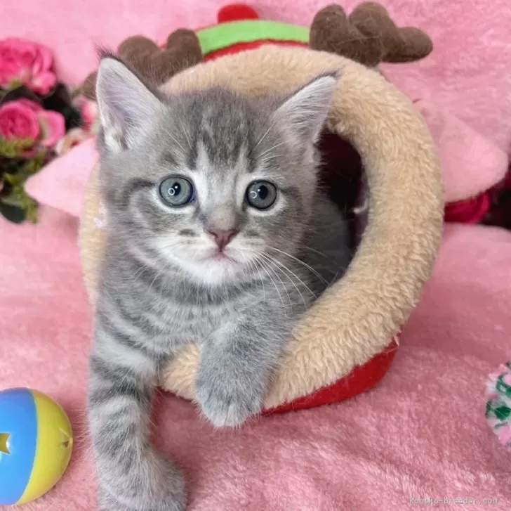 ID:2409-02382の子猫