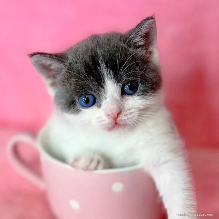 ID：2410-01731の子猫