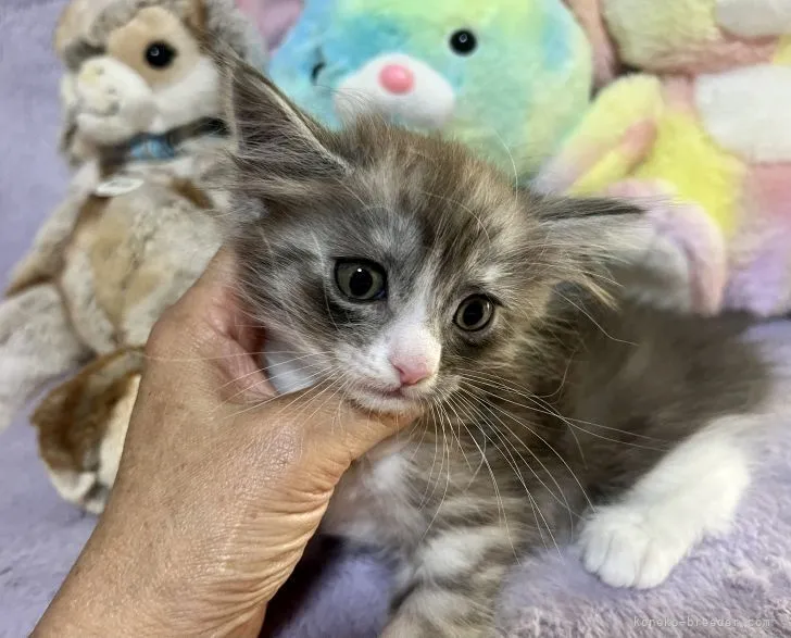 ID：2205-01384の子猫