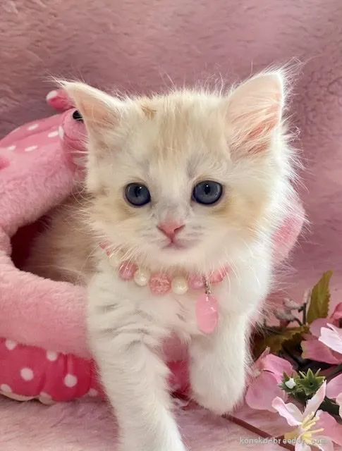 ID：2004-00236の子猫