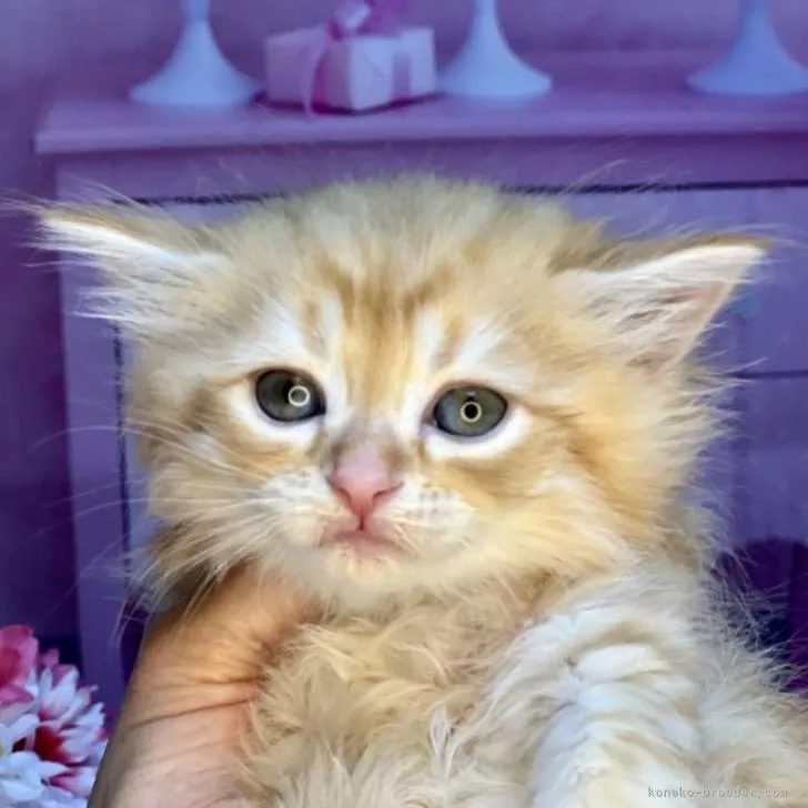 ID：2301-01217の子猫