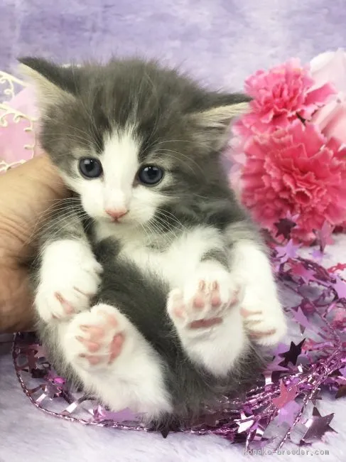 ID:1904-00909の子猫