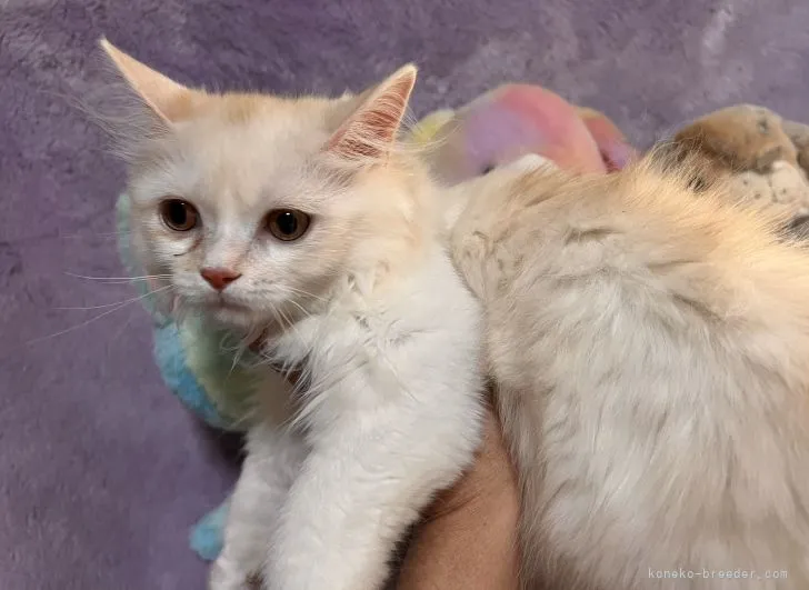 ID:2204-00725の子猫