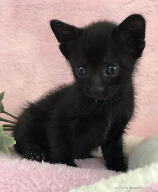 ID：1804-01051の子猫