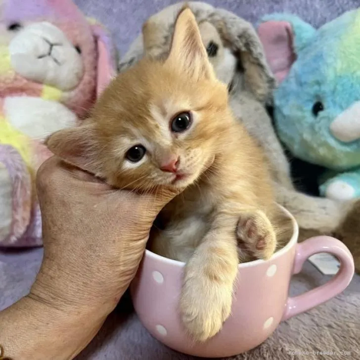 ID：2208-02302の子猫