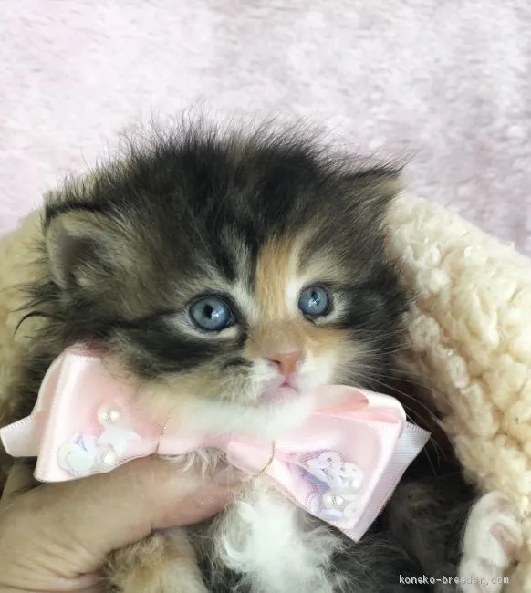 ID：1909-00451の子猫