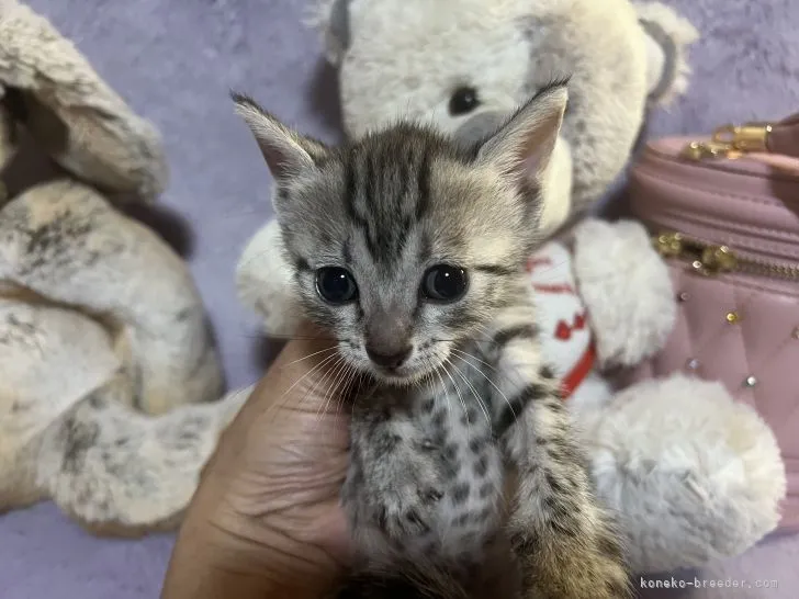 ID:2201-00358の子猫