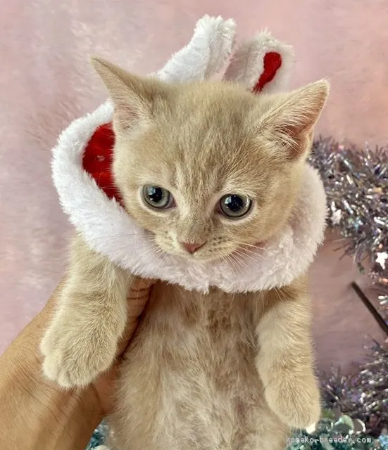 めめ 様のお迎えした子猫