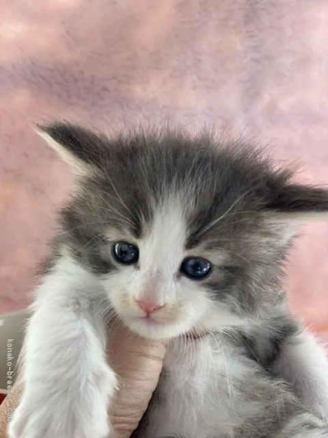 ID:2002-00801の子猫