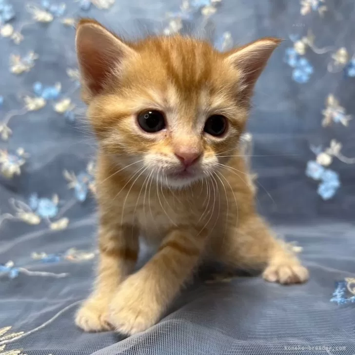 ID:2404-02694の子猫
