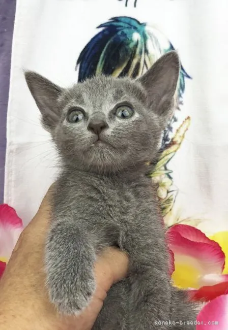 ID:1809-00123の子猫