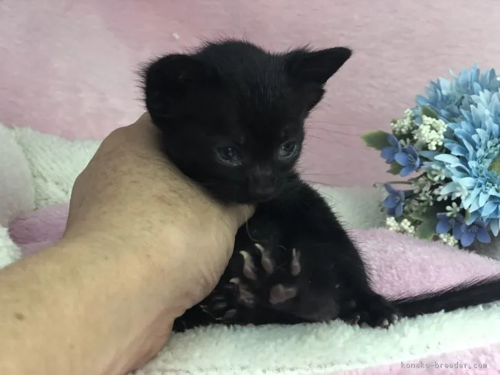 重郎 様のお迎えした子猫