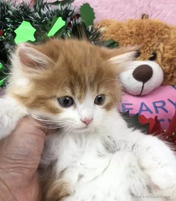 ID：1811-00419の子猫