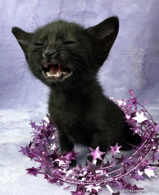 wa 様のお迎えした子猫