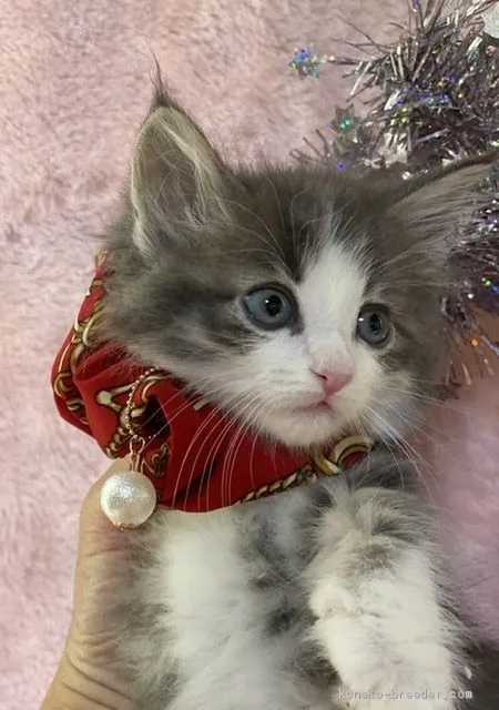ID：2003-00175の子猫
