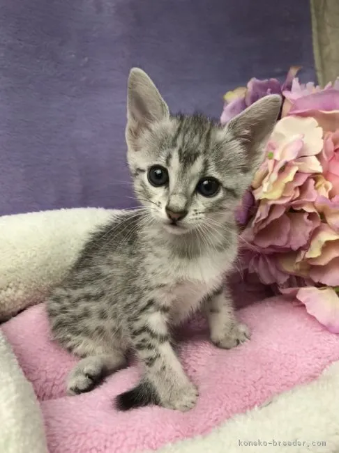 ID：1803-00812の子猫