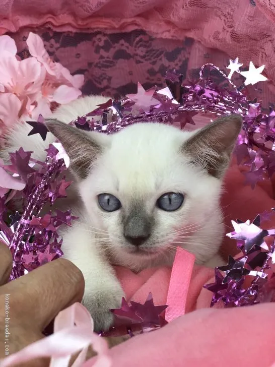 ID：1904-01077の子猫