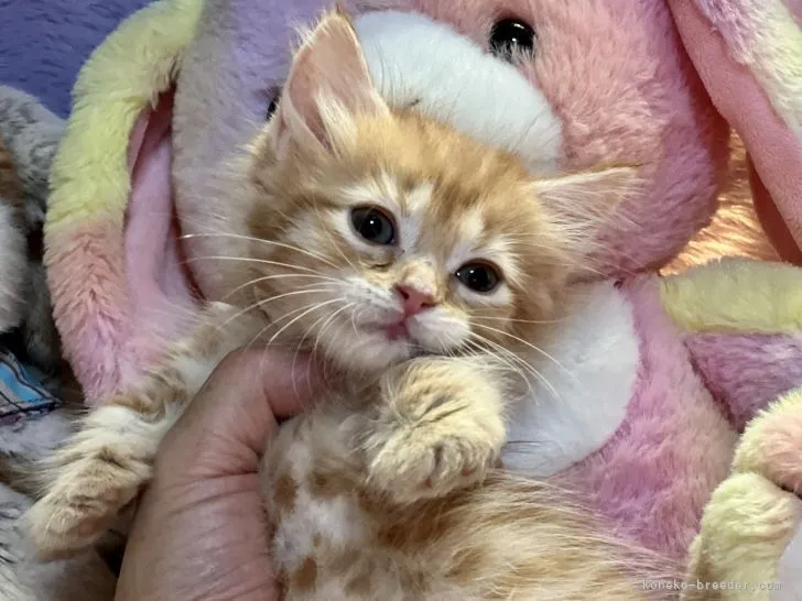 ID:2111-01290の子猫