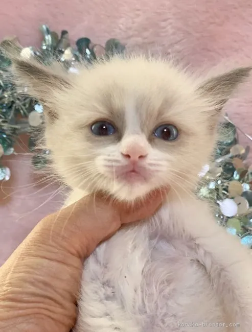 ますみん 様のお迎えした子猫