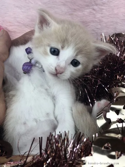 ID：1910-00547の子猫