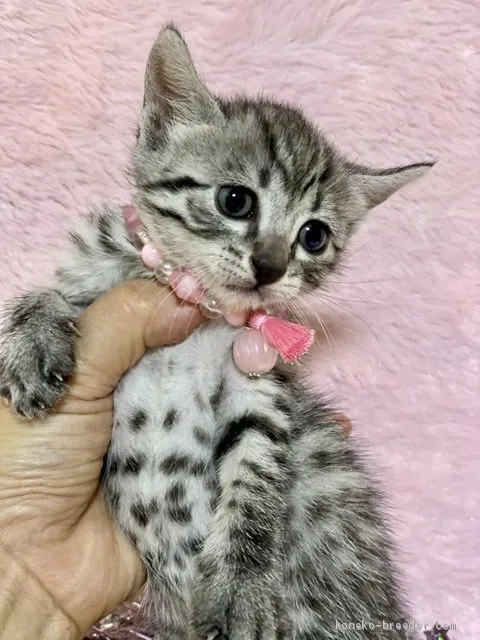 Fuku 様のお迎えした子猫