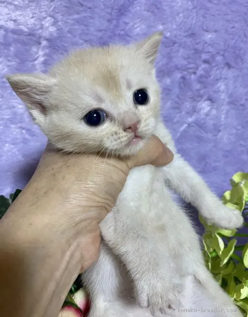 しずしず 様のお迎えした子猫