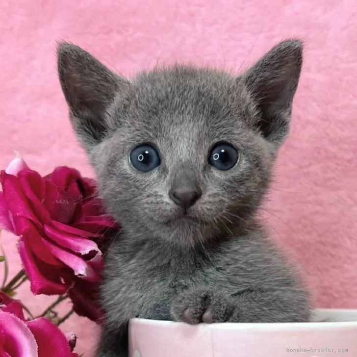 ID:2410-00880の子猫