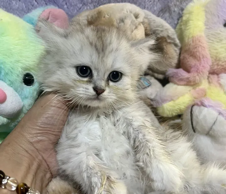 ID：2206-00473の子猫