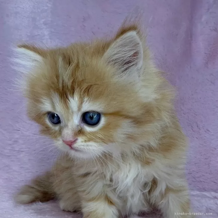 ID：2312-01632の子猫