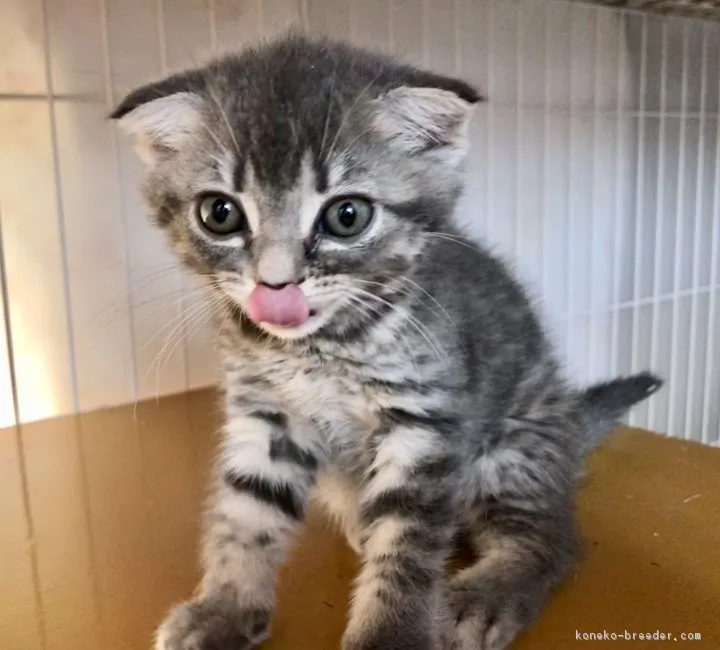 ID:1807-00356の子猫