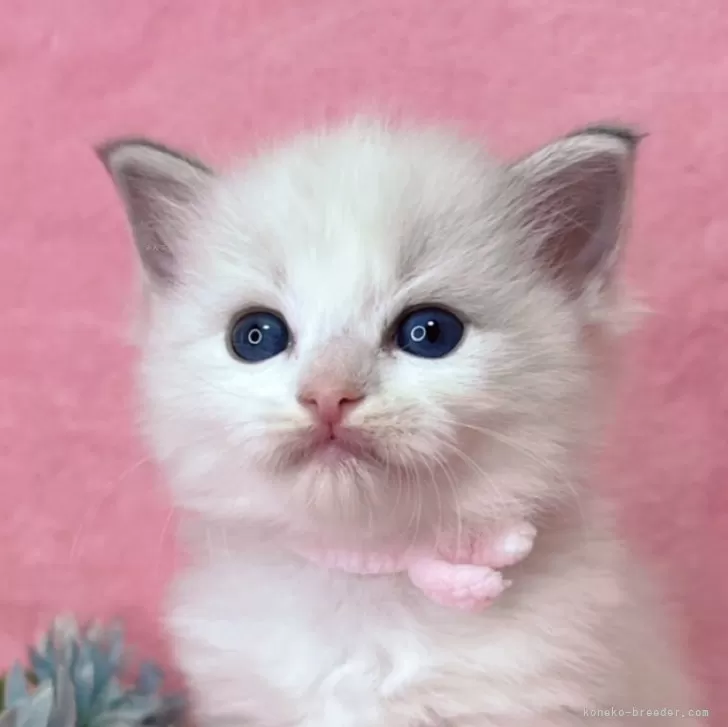 ID:2412-01039の子猫