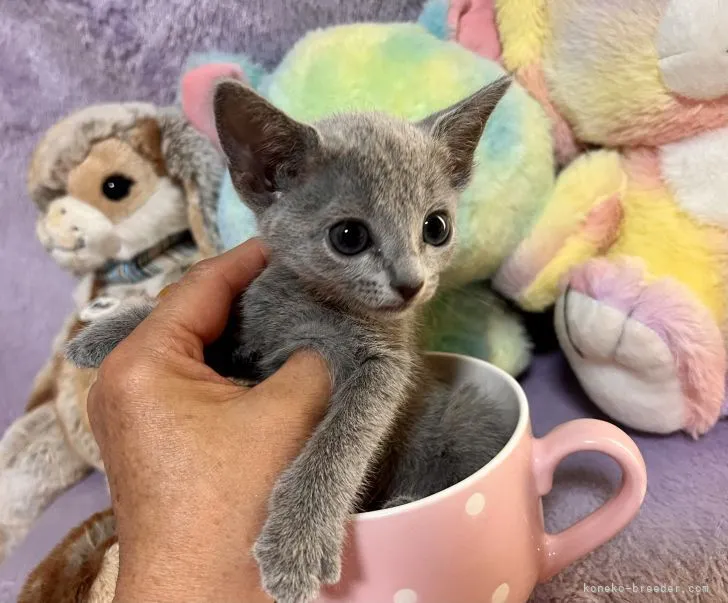 ID：2205-01381の子猫